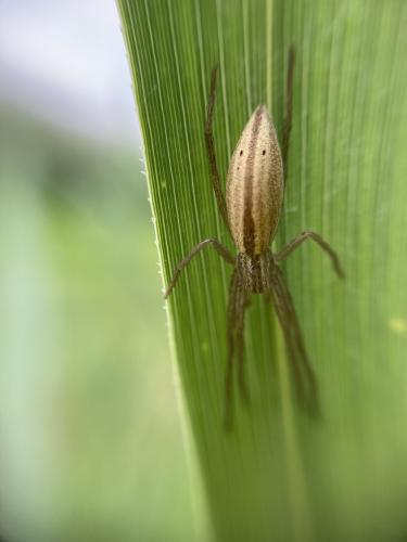 Réf. 287 305 : Tibellus sp.